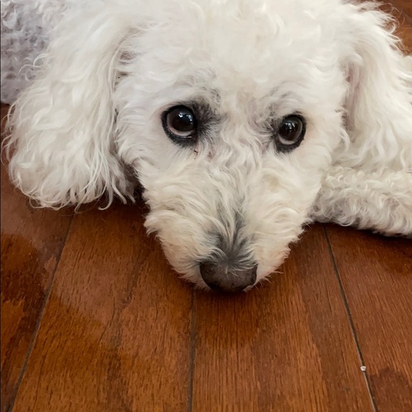 Meet your Posher, Aracely - Picture 1 of 1